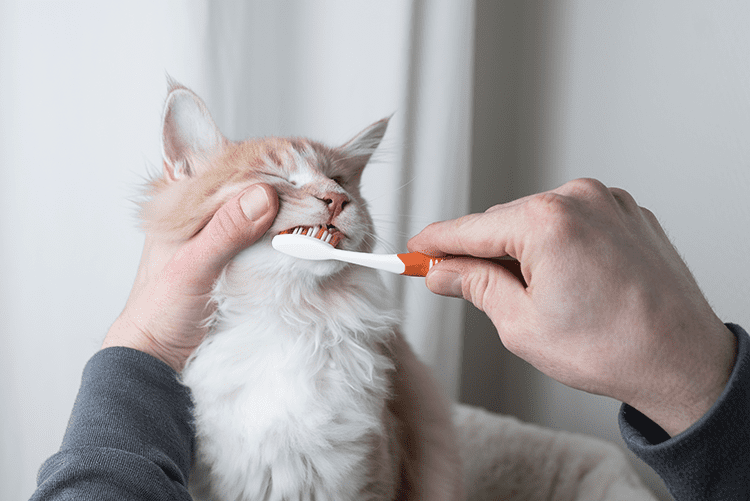 Cat and dog teeth cleaning in Pewaukee, WI