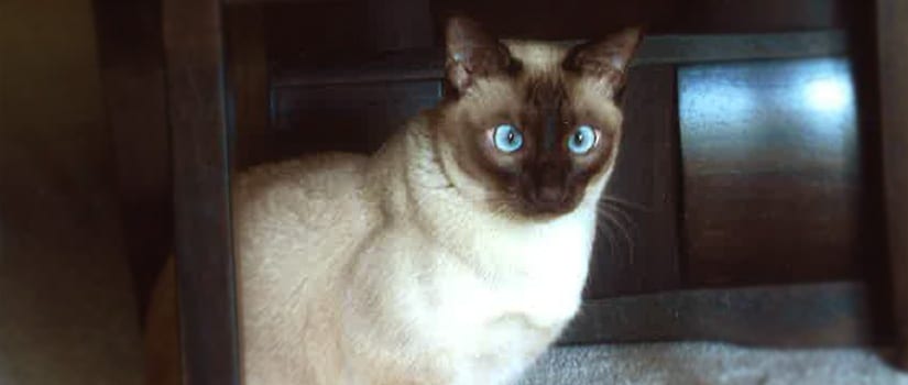 Blue-eyed cat Ming: Pet of the Month in Pewaukee