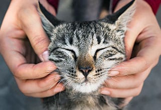 Person holding cat's face: Pet Laser Therapy in Pewaukee
