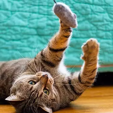cat-playing-on-floor-pewaukee Cat playing on floor: Pet Chiropractic Care in Pewaukee