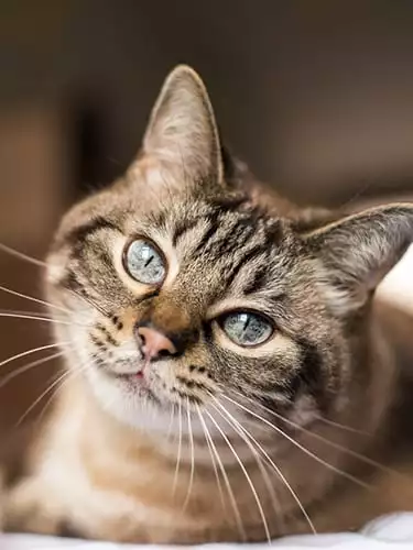 Cat with blue eyes looks at camera Cat relaxing: Pet Acupuncture in Pewaukee