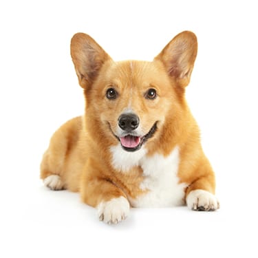Corgi lying down: Client Forms in Pewaukee