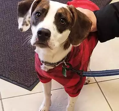 happy-pet-dog-at-pewaukee-vet Dog wearing a sweater: Pet Boarding in Pewaukee
