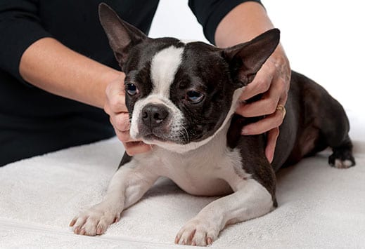Laser therapy for dogs in Pewaukee, WI
