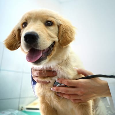 happy dog at the vet