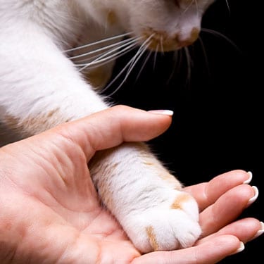 Vet holding cat's paw: Pet Chiropractic Care in Pewaukee