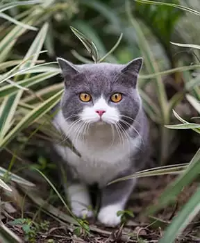 Pet Microchip Service in Pewaukee, WI: Cat Hiding in Tall Grass