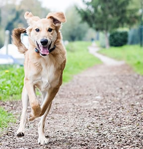 Pet Microchip Service in Pewaukee, WI: Dog Running On Trail