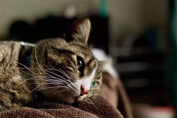 Pet Euthanasia in Pewaukee, WI: Cat Laying On Couch
