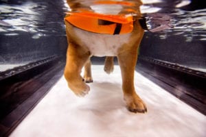 Dog hydrotherapy in Pewaukee, WI