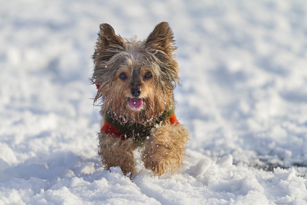 winter pet emergencies pewaukee, wi