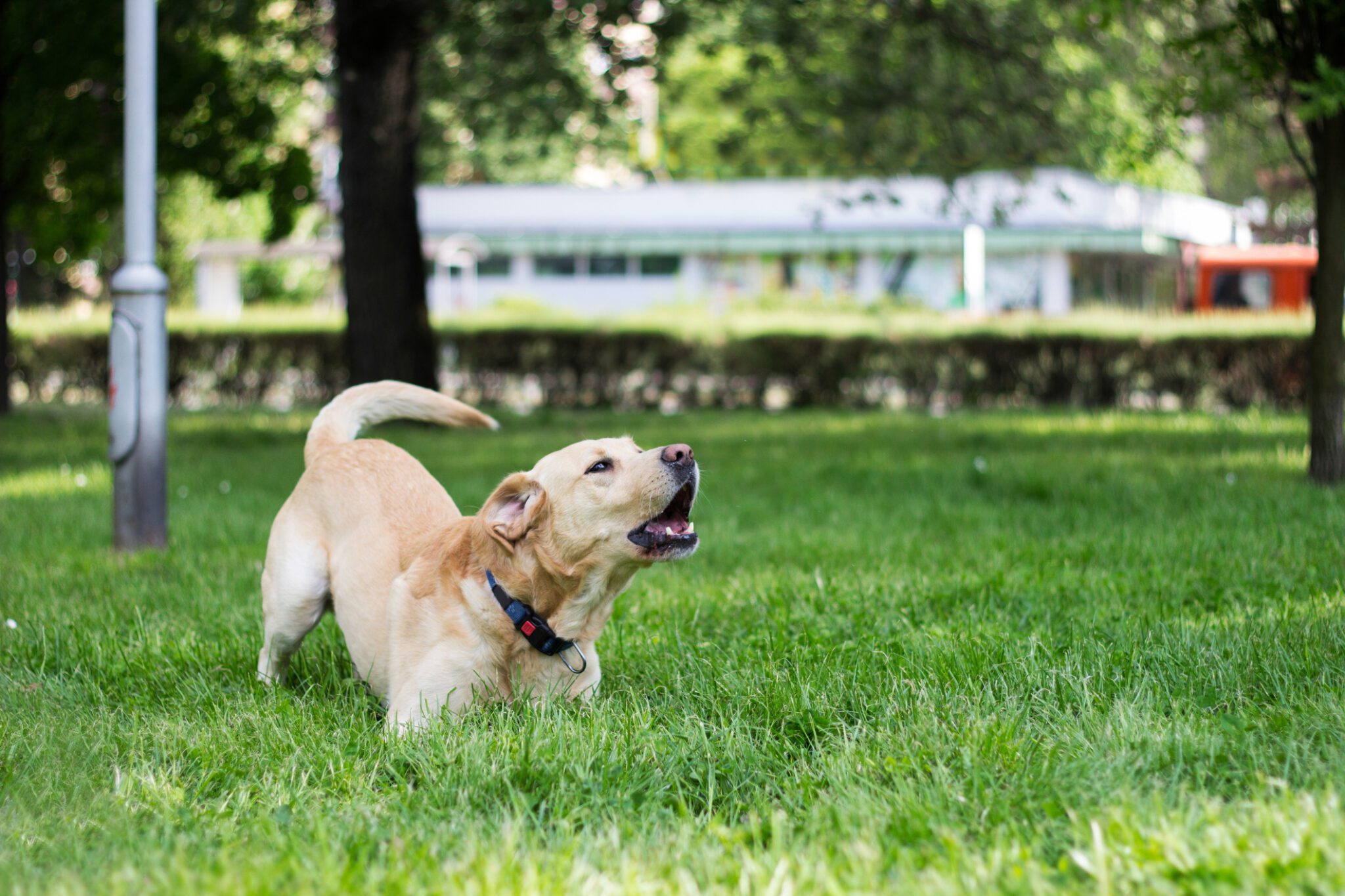 Labrador not hot sale barking