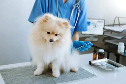 dog-receiving-vaccine-from-vet