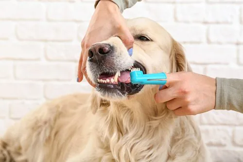 owner-brushing-dog's-teeth
