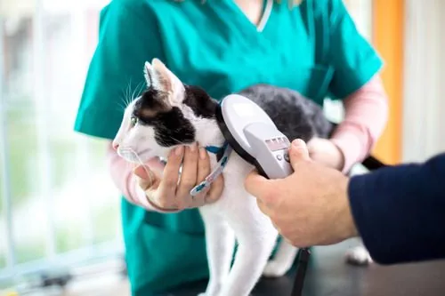 vet-checking-cat-for-microchip-at-clinic