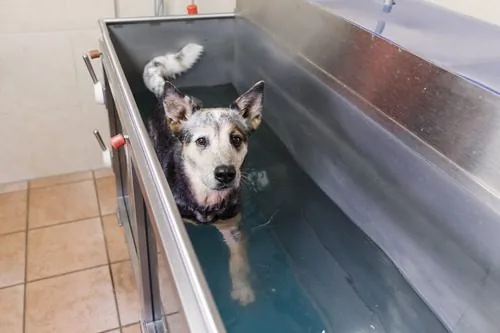 dog-walking-in-hydrotherapy-station