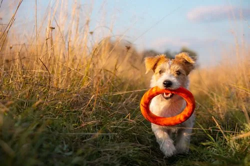 Jack-Russell-Terrier-puppy-carries-an-orange-toy-ring-in-its-teeth-while-walking-through-grassy-field