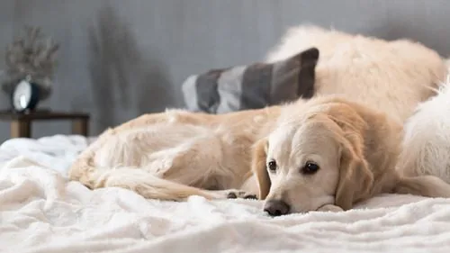 golden-retriever-laying-in-bed