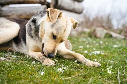 dog-laying-in-the-grass-licking-it's-leg