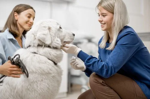 dog-with-owner-at-vet-clinic