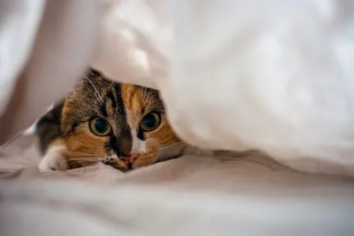 cat-hiding-under-sheet