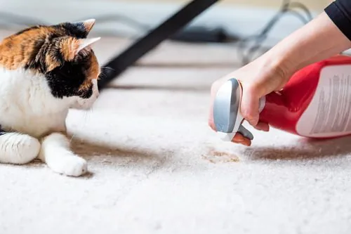 Cat throwing up chunks of food best sale