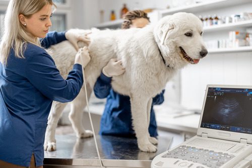 female-veterinarian-examining-dog-using-ultrasound-while-dog-stands-on-exam-table-at-clinic