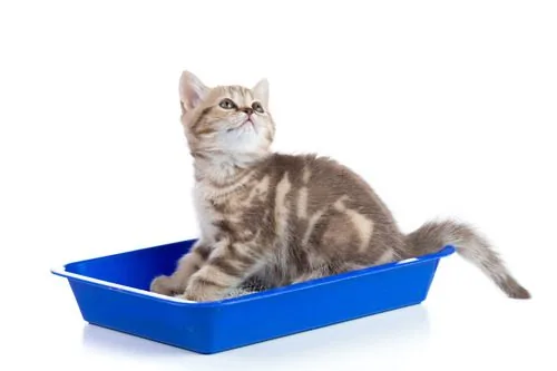 brown-and-tan-kitten-sitting-in-blue-litter-box