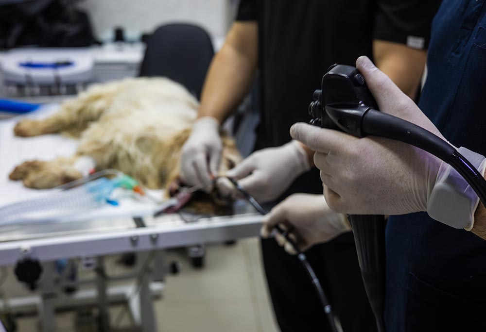 veterinarian and assistant performing endoscopy procedure on sedated dog