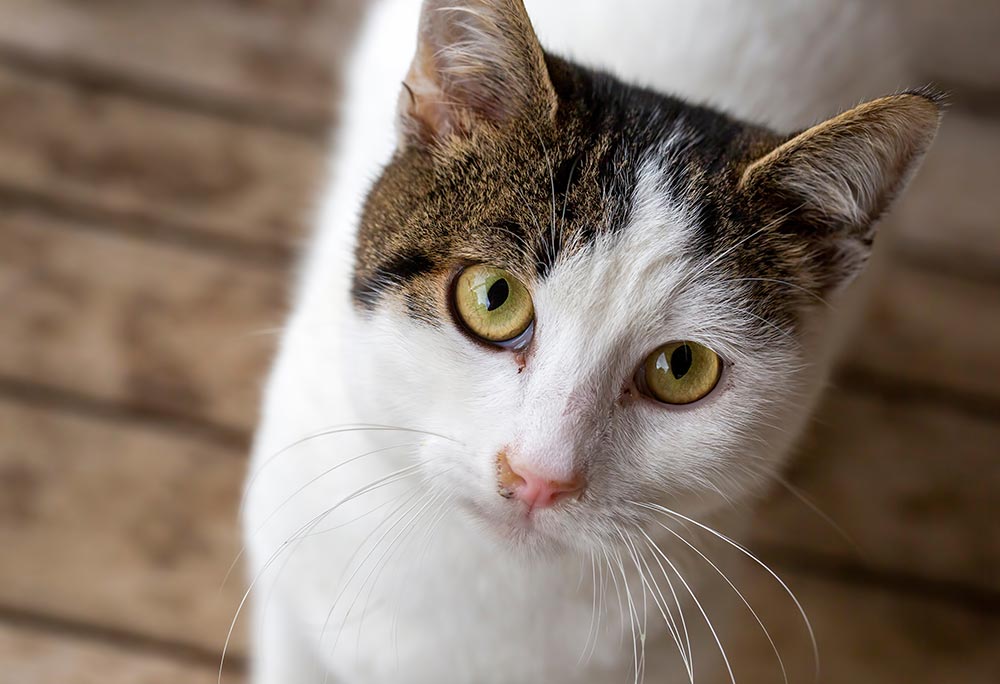white cat with brown markings and green eyes standing on wooden floor and looking up