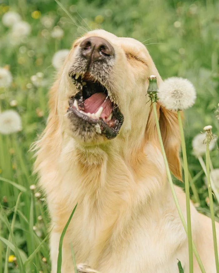 golden retriever sneezing outside near dandelions