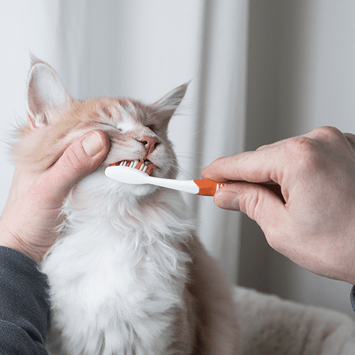 Cat and dog teeth cleaning in Pewaukee, WI